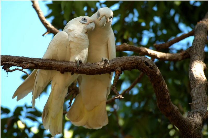 Cacatoès corellaadulte