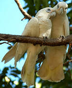 Cacatoès corella