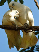 Little Corella