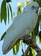 Cacatoès corella