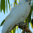 Cacatoès corella