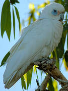 Little Corella