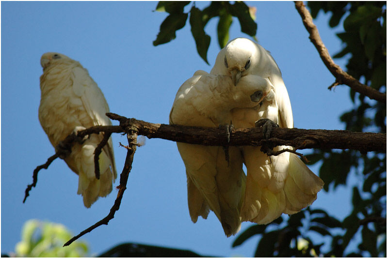 Cacatoès corellaadulte