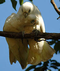 Cacatoès corella