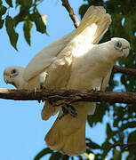 Little Corella