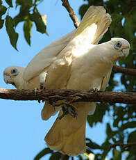 Cacatoès corella