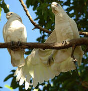 Little Corella