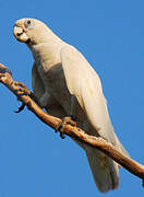 Cacatoès corella