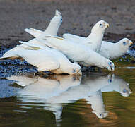 Cacatoès corella