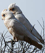 Cacatoès corella