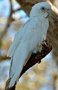 Little Corella