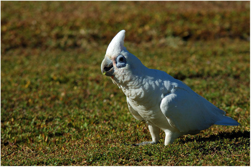 Cacatoès corellaadulte