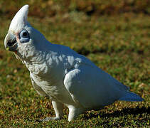 Little Corella