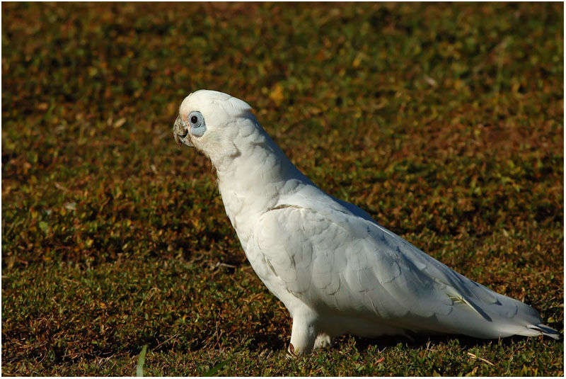 Cacatoès corellaadulte