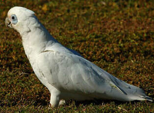 Cacatoès corella