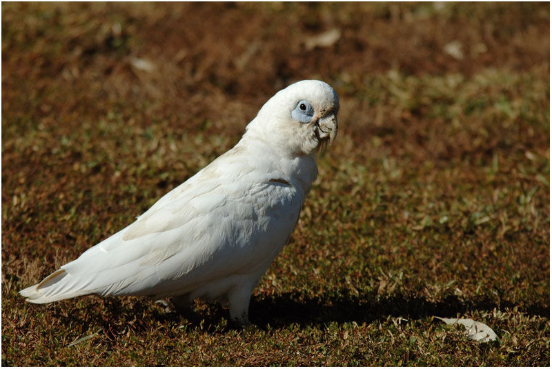 Cacatoès corellaadulte