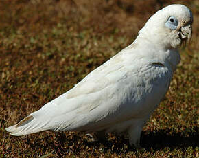 Cacatoès corella