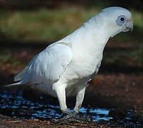 Little Corella