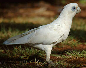 Cacatoès corella