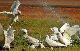 Little Corella