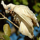 Cacatoès corella