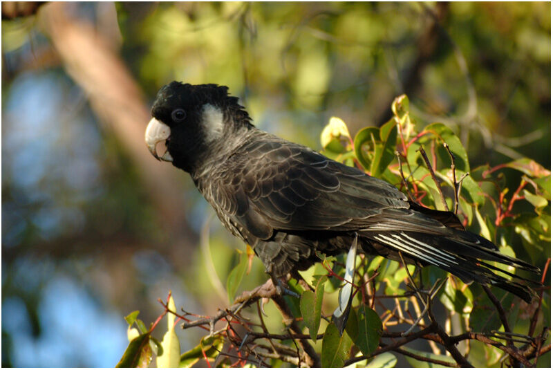 Baudin's Black Cockatoo female adult