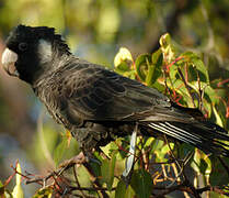 Baudin's Black Cockatoo