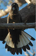 Baudin's Black Cockatoo