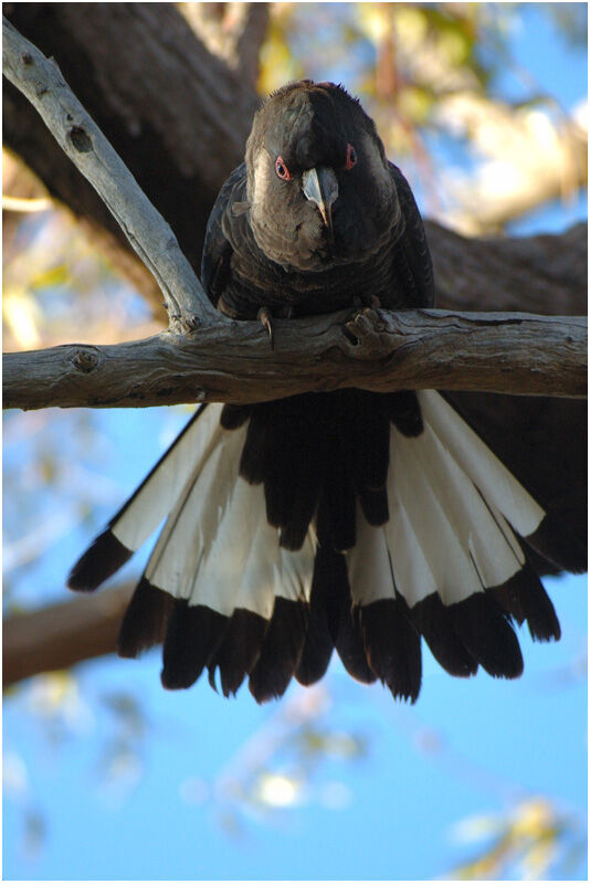 Baudin's Black Cockatoo male adult