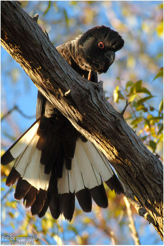 Baudin's Black Cockatoo male adult