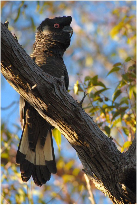 Baudin's Black Cockatoo male adult