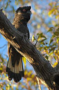 Baudin's Black Cockatoo