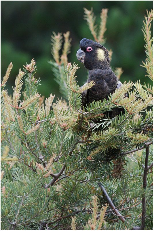 Yellow-tailed Black Cockatoo male adult