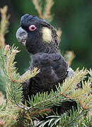 Yellow-tailed Black Cockatoo