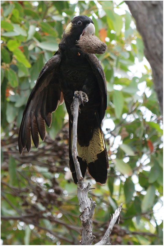Yellow-tailed Black Cockatoo female adult