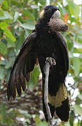 Yellow-tailed Black Cockatoo