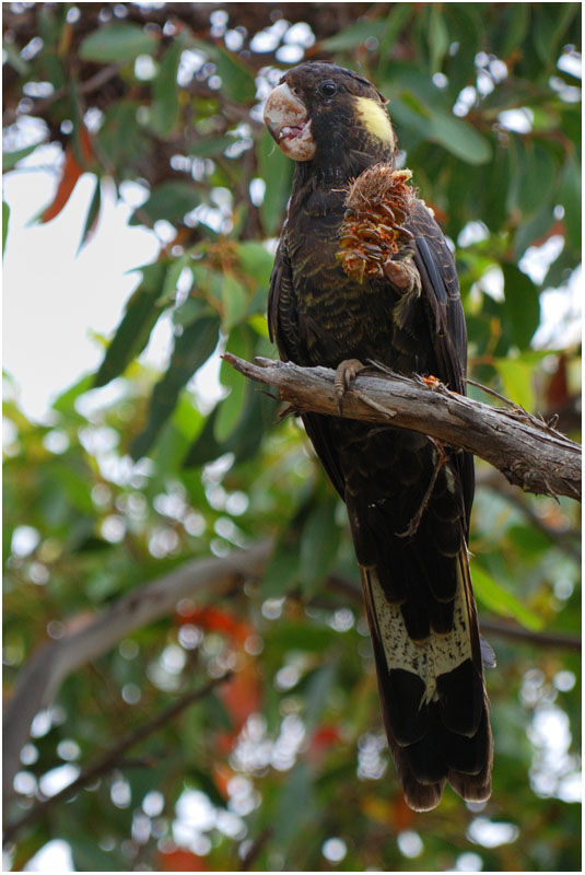 Yellow-tailed Black Cockatoo female adult