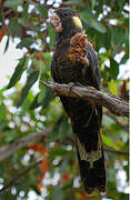 Yellow-tailed Black Cockatoo