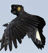 Yellow-tailed Black Cockatoo