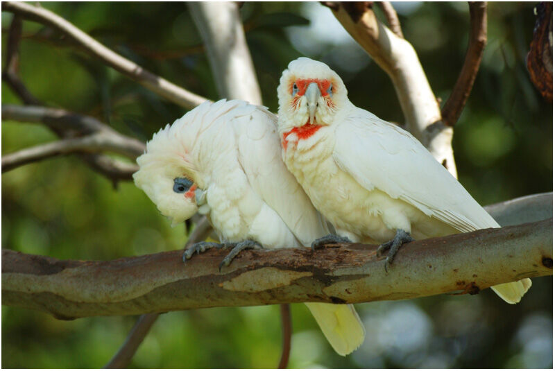 Long-billed Corella female adult breeding