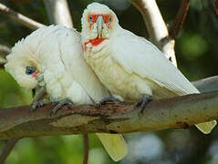 Long-billed Corella