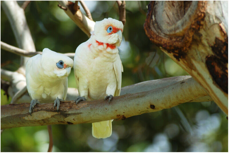 Long-billed Corellaadult breeding