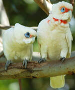 Long-billed Corella