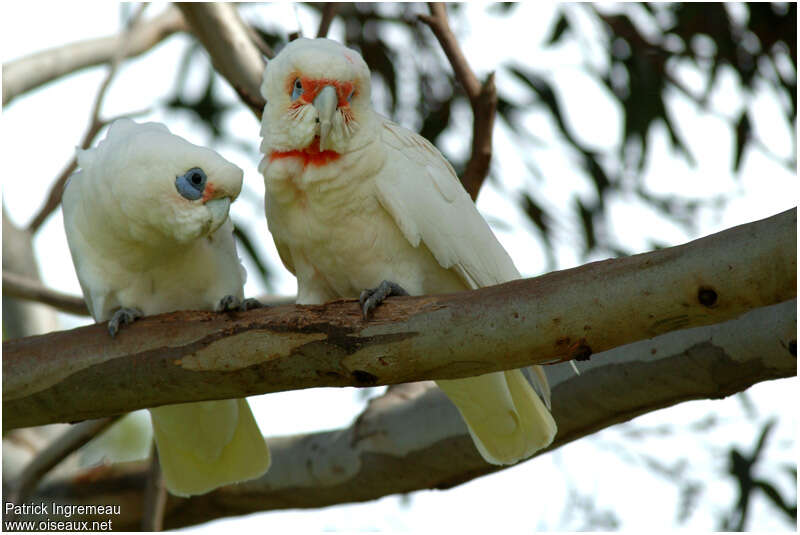 Long-billed Corellaadult