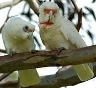 Long-billed Corella