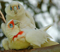 Long-billed Corella