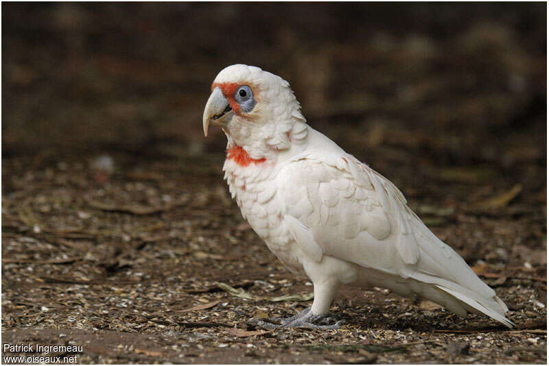 Long-billed Corellaadult, identification