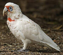 Long-billed Corella