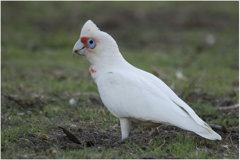 Long-billed Corellaadult