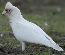 Long-billed Corella